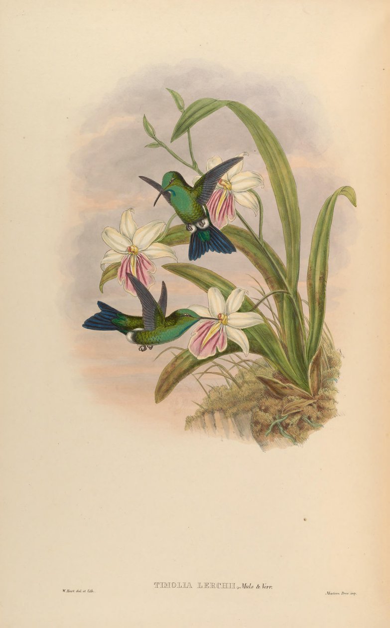Timolia lerchi = Thalurania furcata x Chrysuronia oenone? alkotó: John Gould