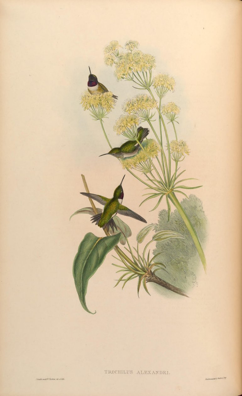 Trochilus alexandri = Sándor Archilochus alkotó: John Gould