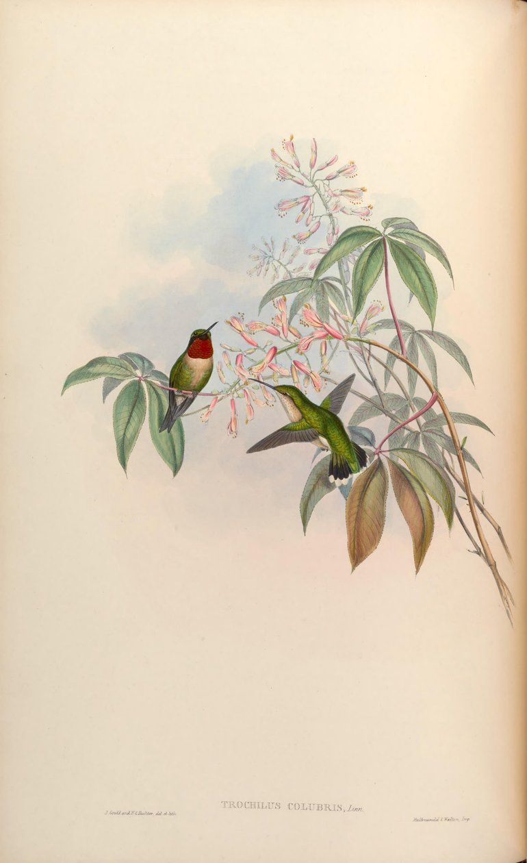 Trochilus colubris = Archilochus colubris alkotó: John Gould