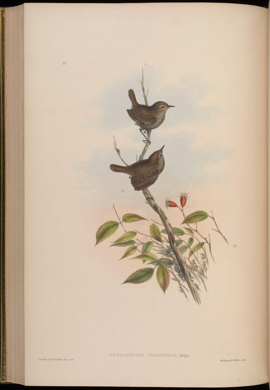 Troglodytes nipalensis = Troglodytes troglodytes nipalensis alkotó: John Gould
