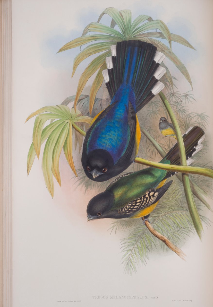 Trogon Melanocephalus, tábla a John Gould által 1862-73-ban kiadott The Birds of Great Britain (kézi színes litográfia) című kötetből. alkotó: John Gould