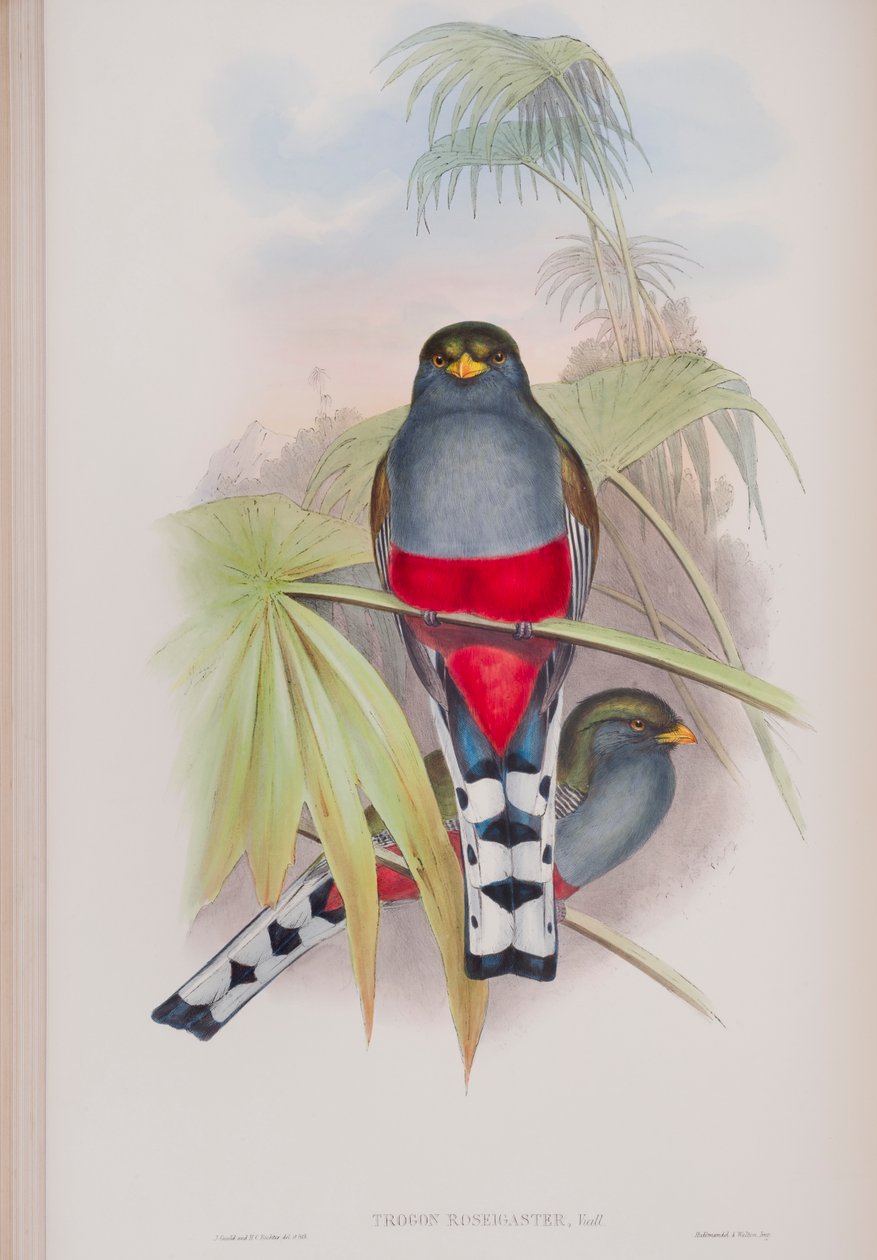 Trogon Roseigaster, tábla a John Gould által 1862-73-ban kiadott The Birds of Great Britain (kézi színes litográfia) című kötetből. alkotó: John Gould
