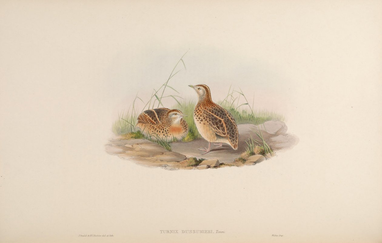 Turnix dussumieri = Turnix sylvaticus dussumier [2] alkotó: John Gould