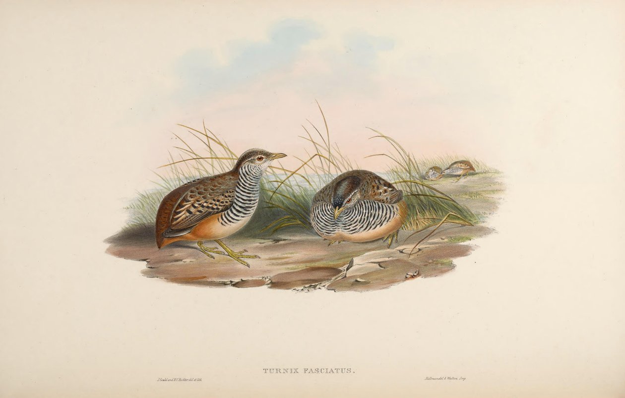 Turnix fasciata = Turnix suscitator fasciata alkotó: John Gould