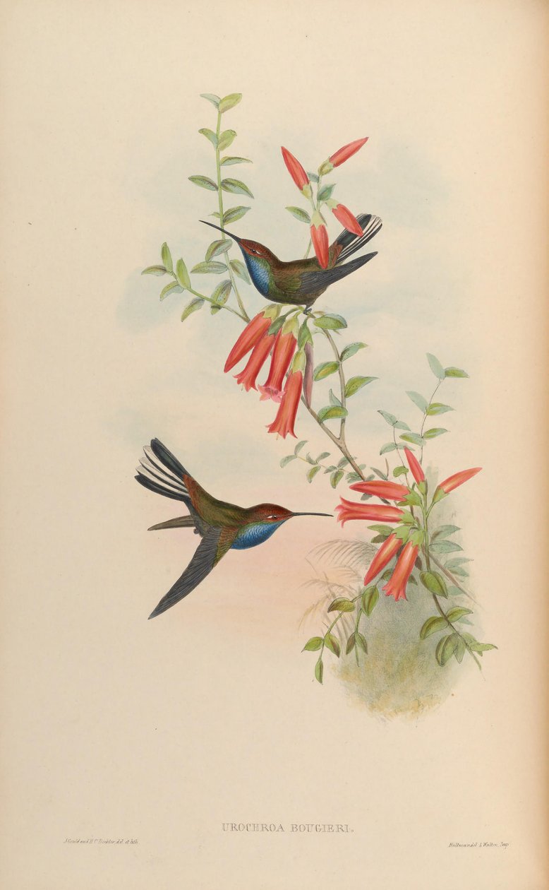 Urochroa bougueri alkotó: John Gould