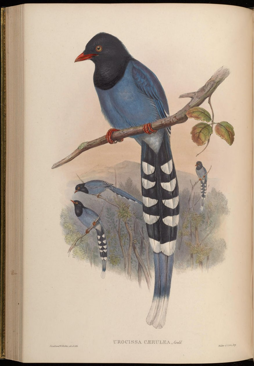 Urocissa caerulea alkotó: John Gould