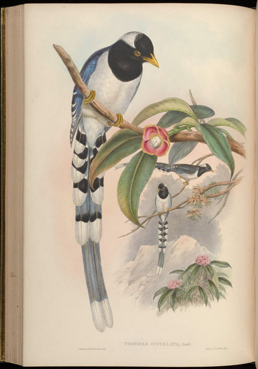 Urocissa cucullata = Urocissa flavirostris cucullata alkotó: John Gould