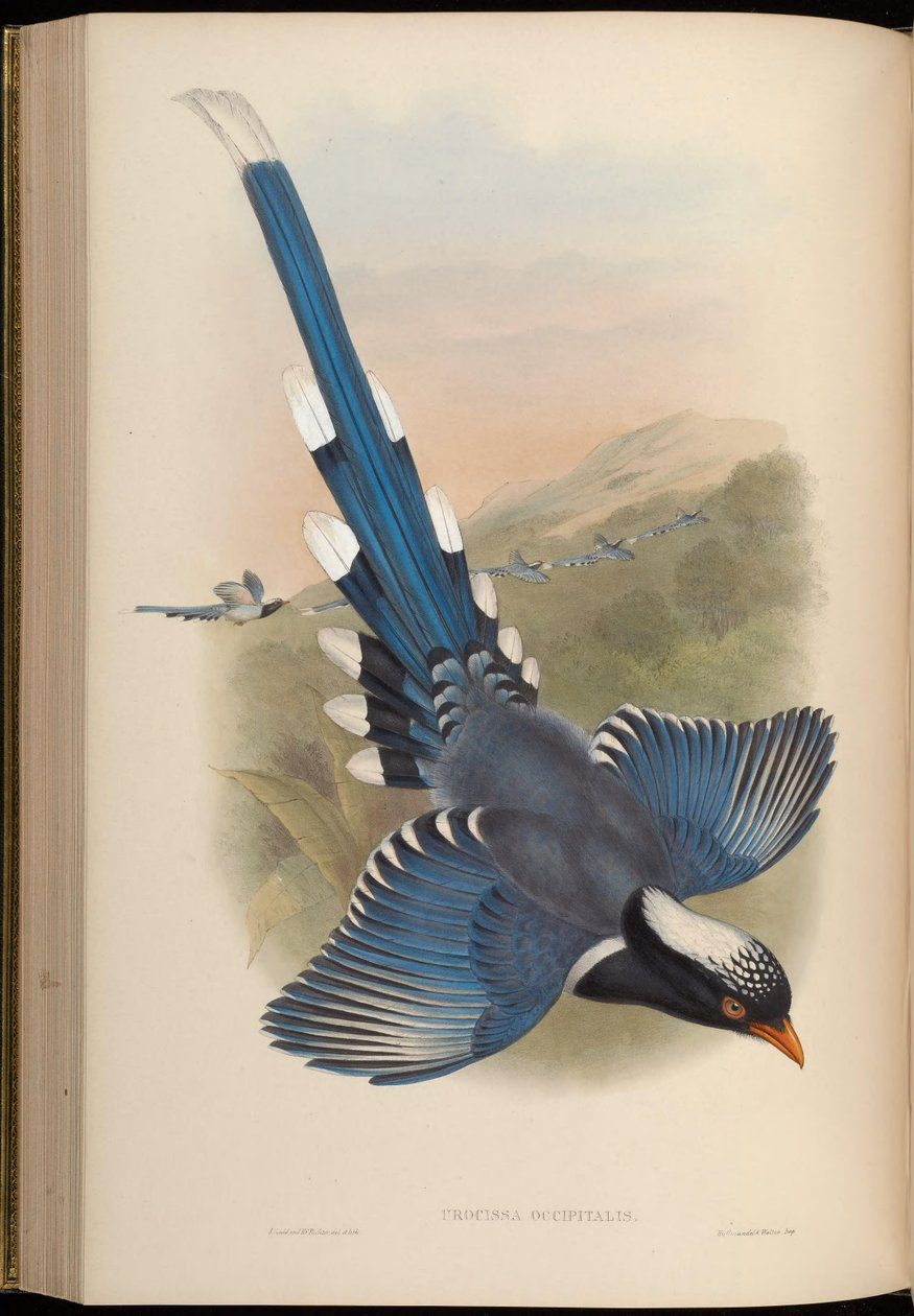 Urocissa occipitalis = Urocissa erythroryncha occipitalis alkotó: John Gould
