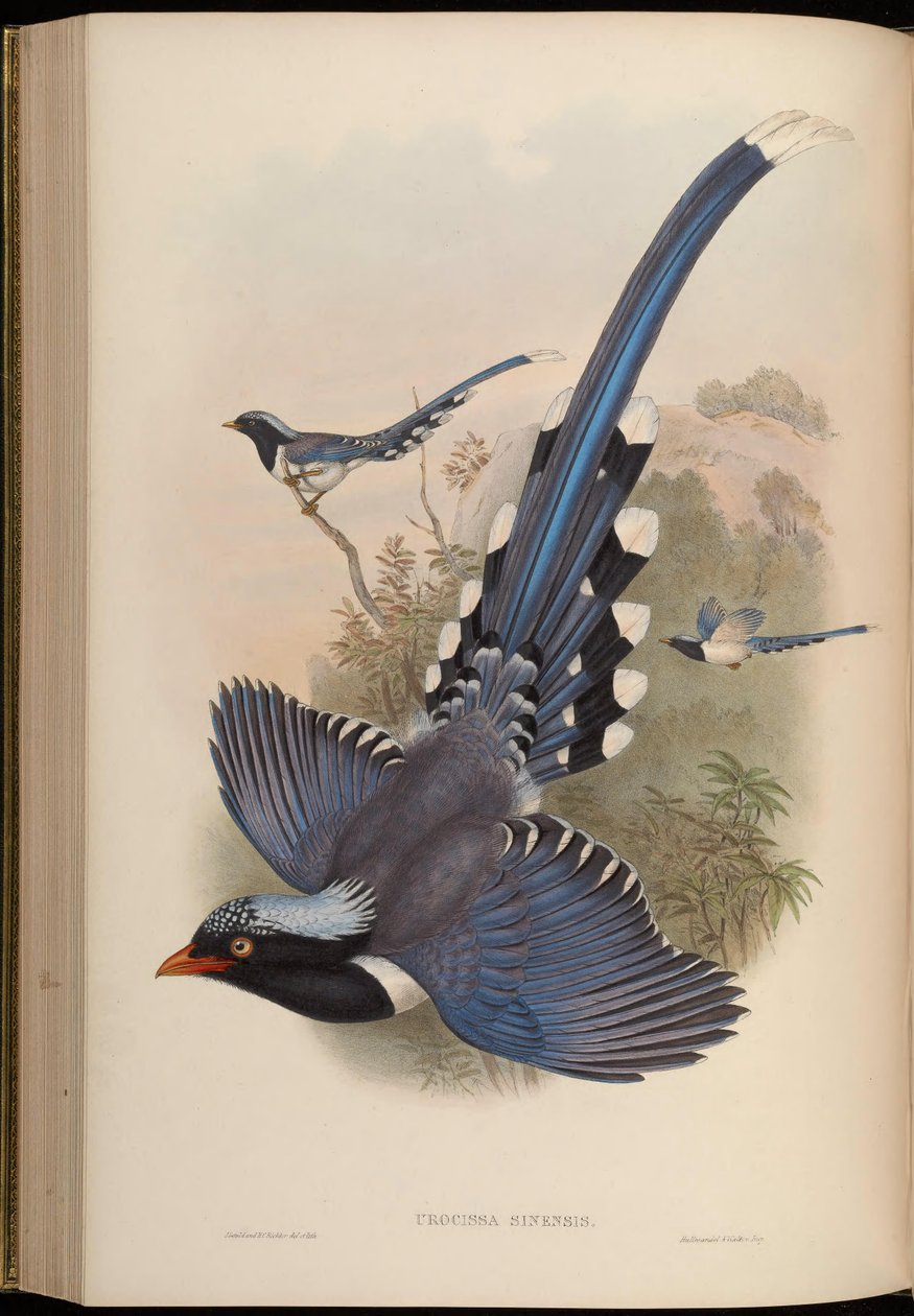 Urocissa sinensis = Urocissa erythrorhyncha alkotó: John Gould