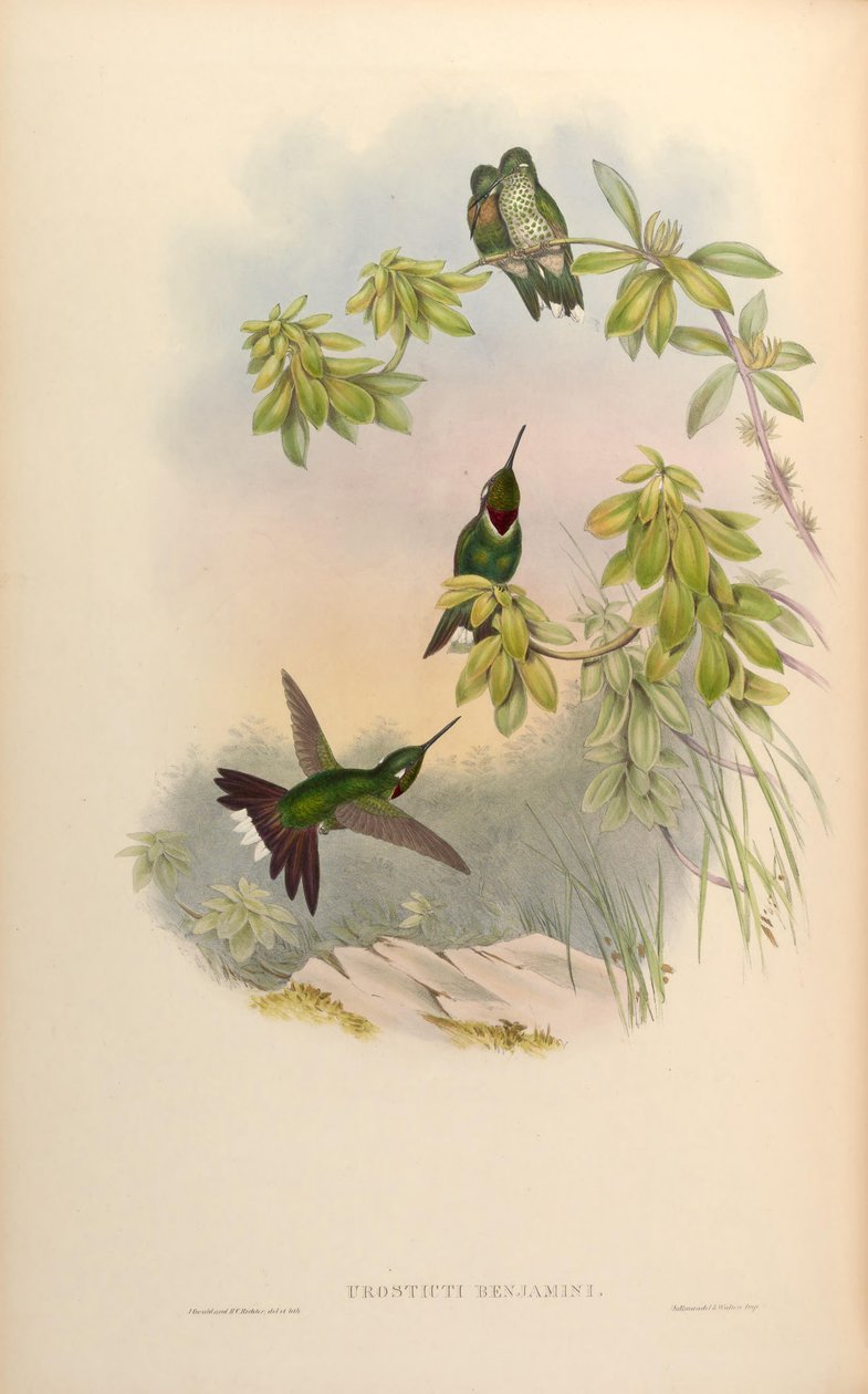 Urosticte benjamini alkotó: John Gould
