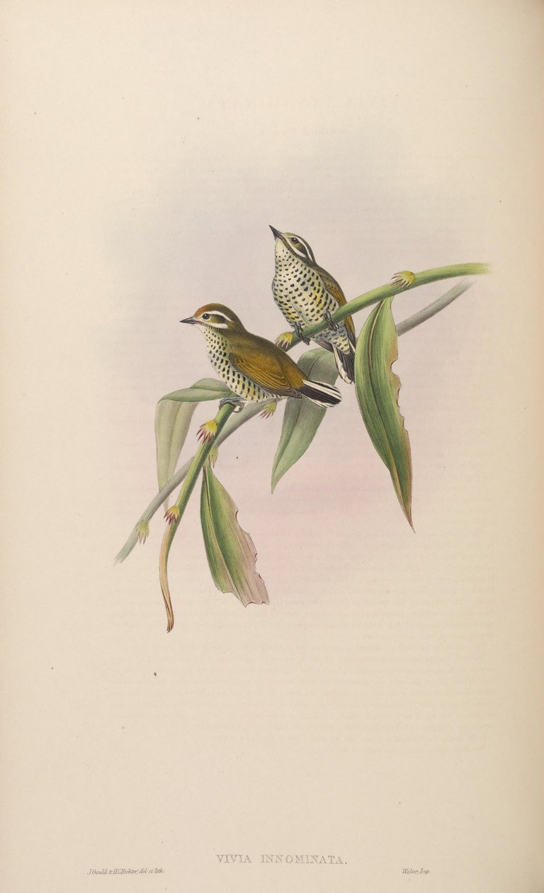 Vivia innominata = Picumnus innominatus alkotó: John Gould