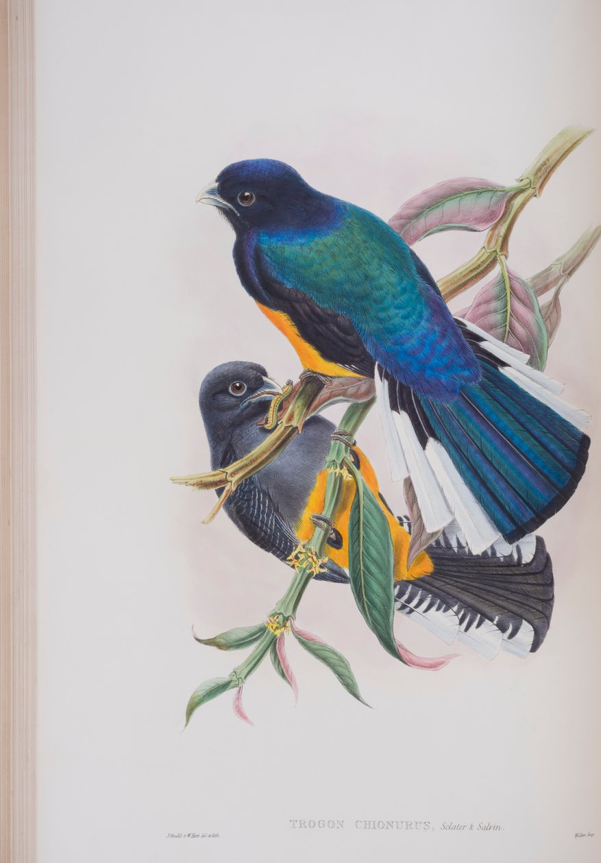 Fehérfarkú trogon, John Gould The Birds of Great Britain című, 1862-73-ban megjelent kötetének táblája (kézi színes litográfia). alkotó: John Gould