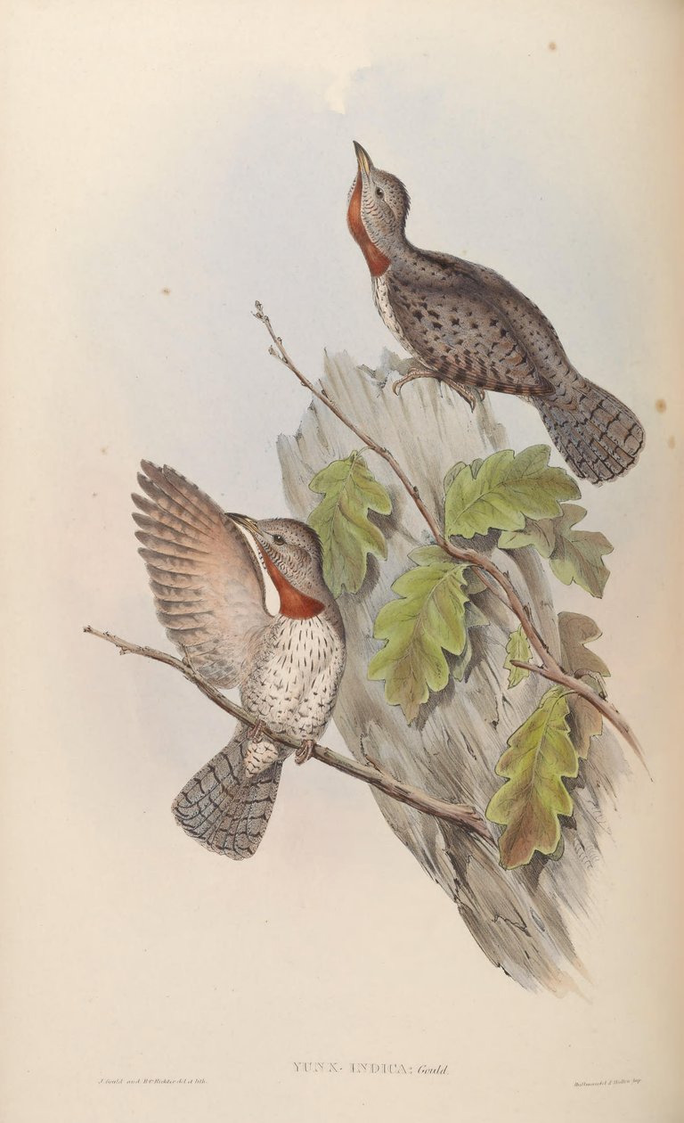 Yunx indica = Jynx ruficollis (syn. J. pectoralis ) alkotó: John Gould