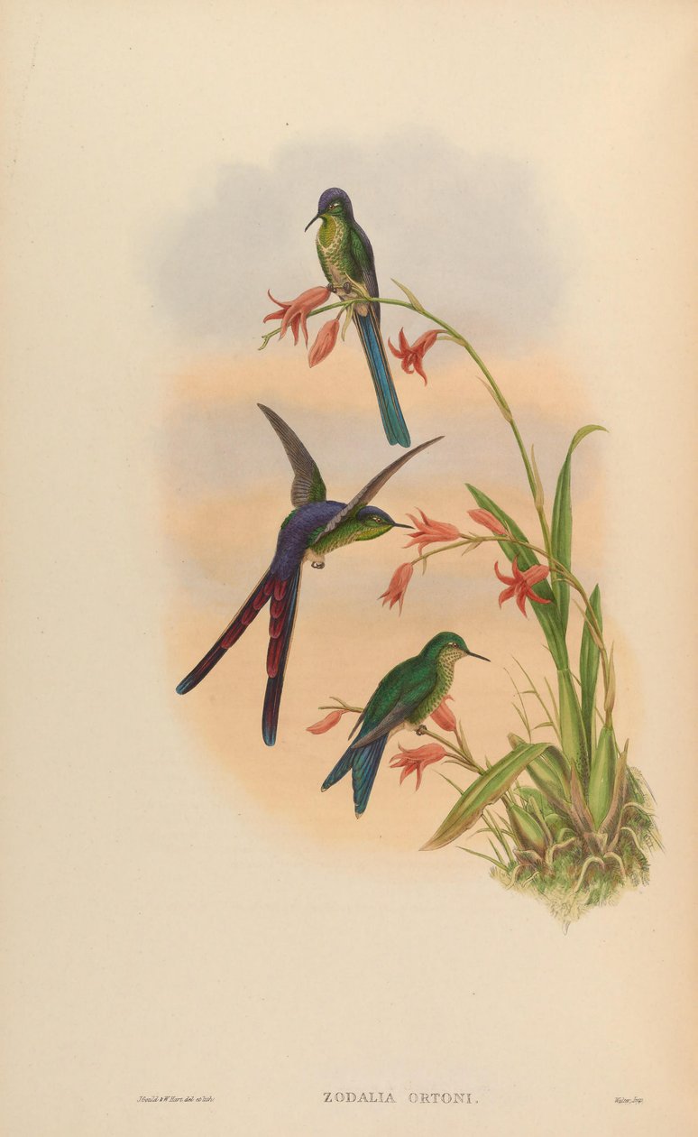 Zodalia ortoni = A győzelem leszbiája alkotó: John Gould