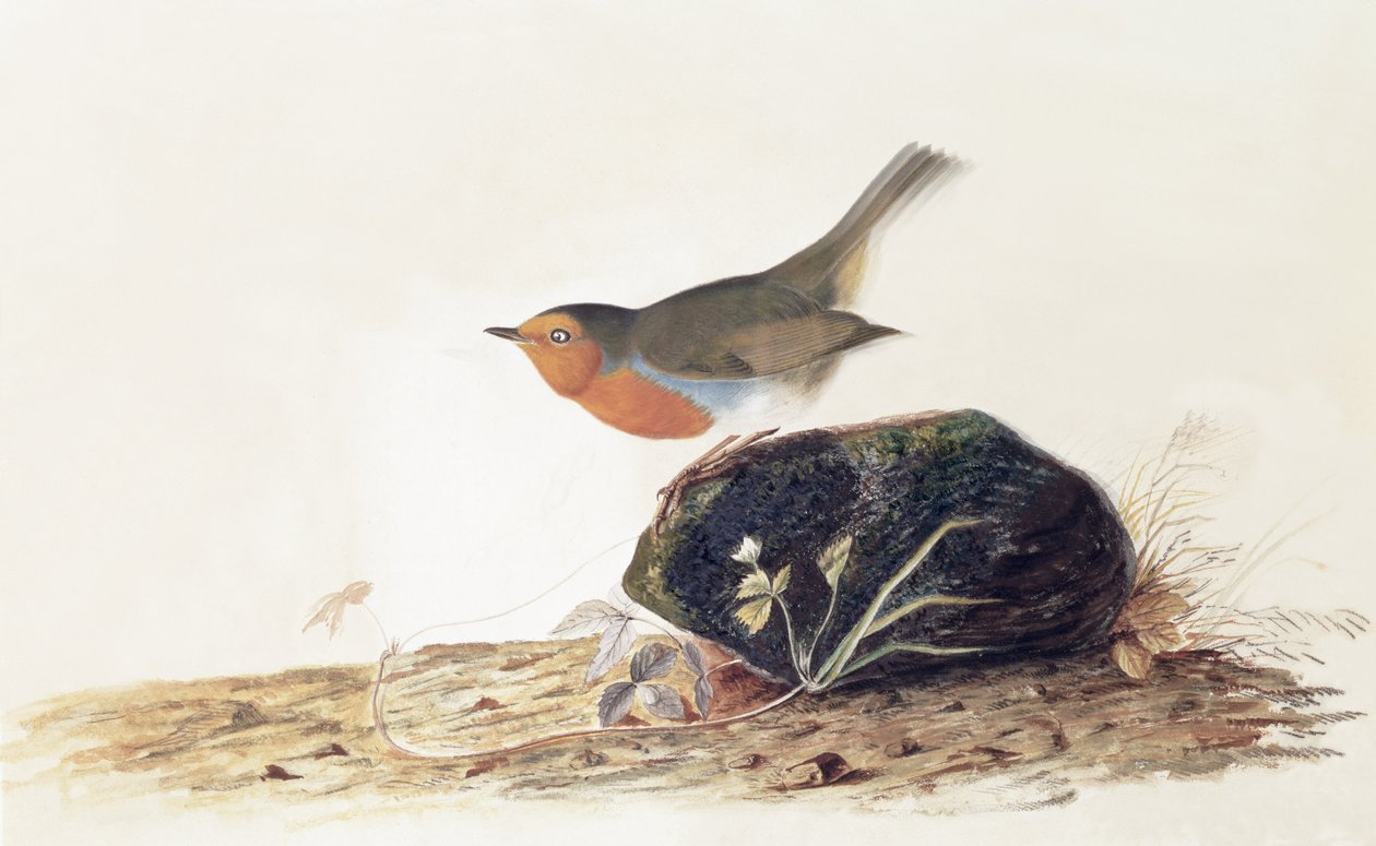 Egy Robin egy mohos kövön ült alkotó: John James Audubon