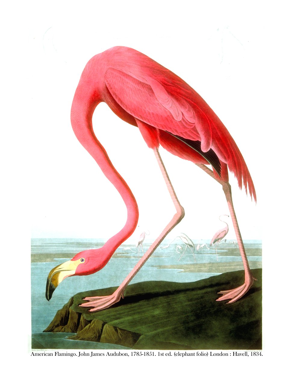 Amerikai flamingó, 1834 alkotó: John James Audubon