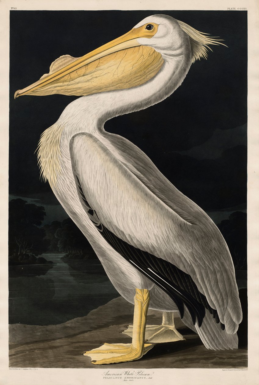 Amerikai fehér pelikán, 1836 alkotó: John James Audubon