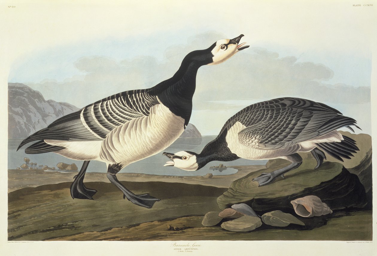 Barnacle Geese alkotó: John James Audubon