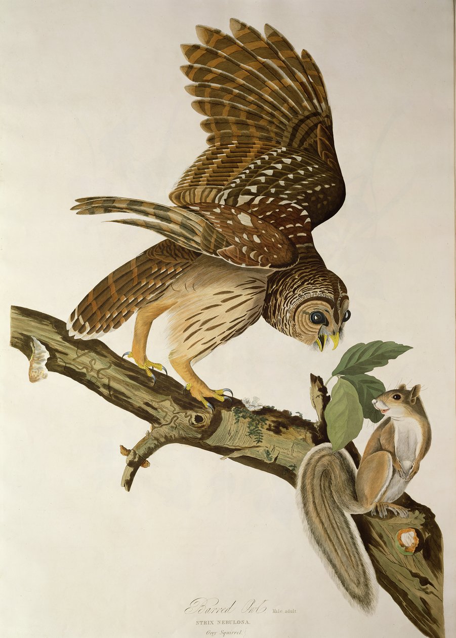 Barred Owl, a "Birds of America"-ból alkotó: John James Audubon