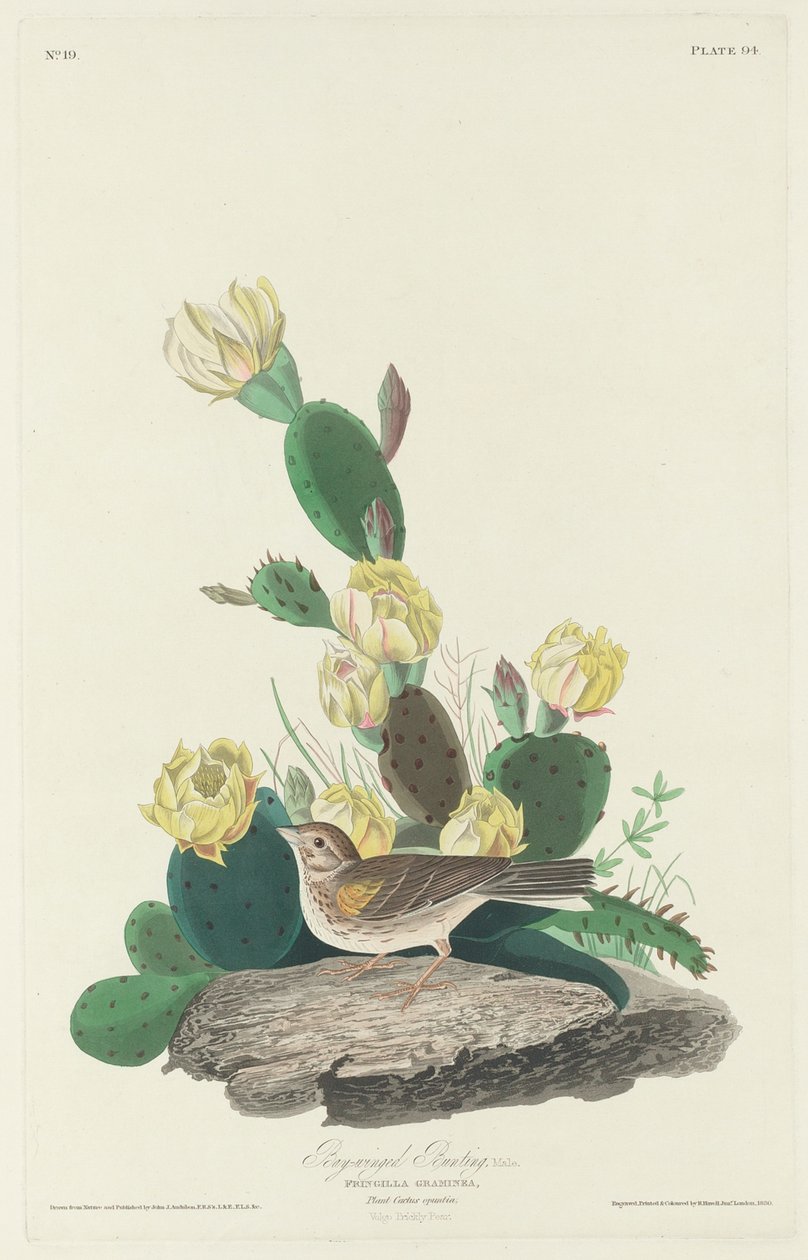 Öbölszárnyú sármány, 1830 alkotó: John James Audubon