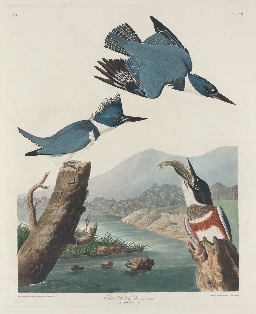 Öves jégmadár, 1830 alkotó: John James Audubon