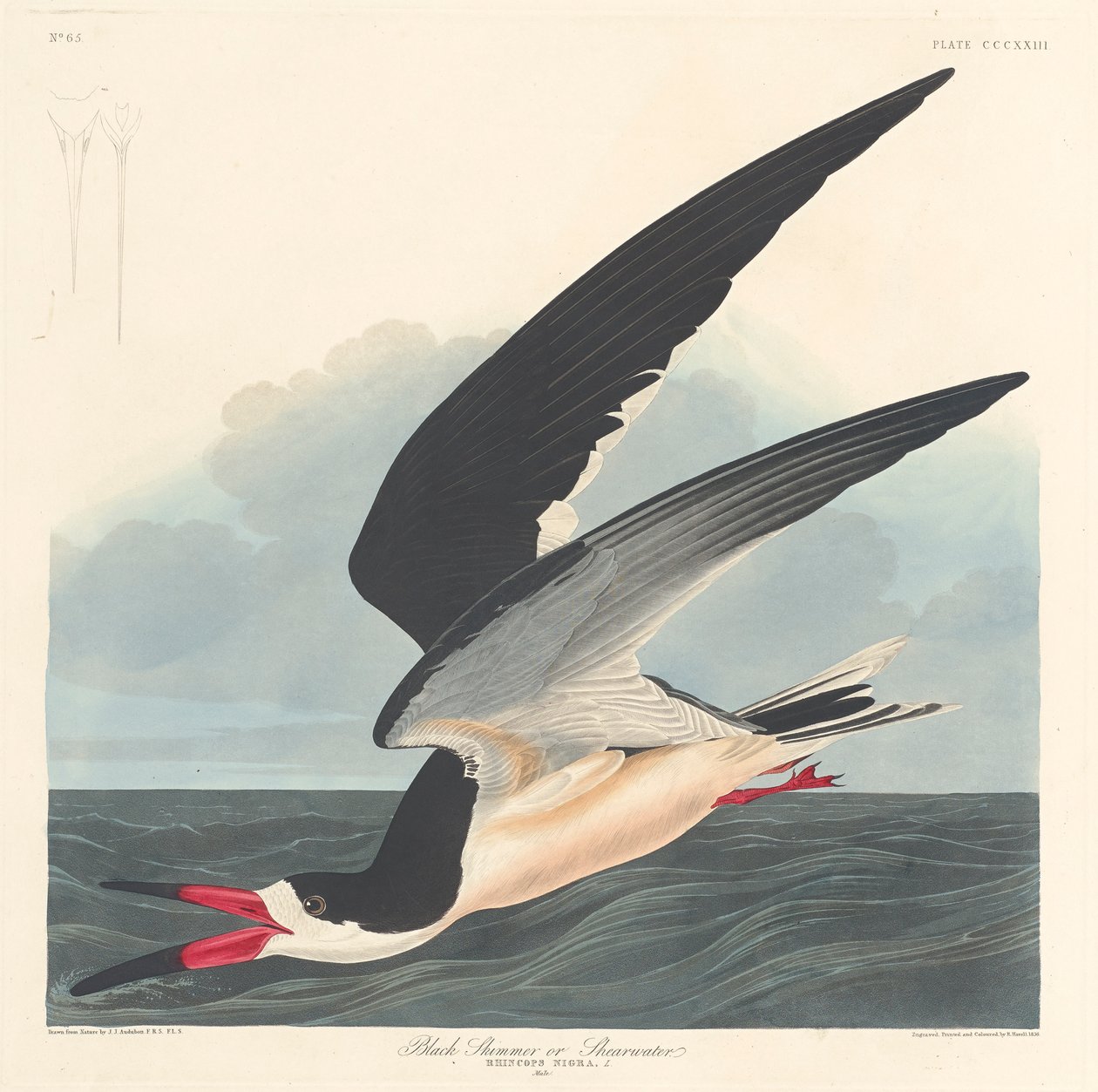 Fekete Skimmer, 1836 alkotó: John James Audubon