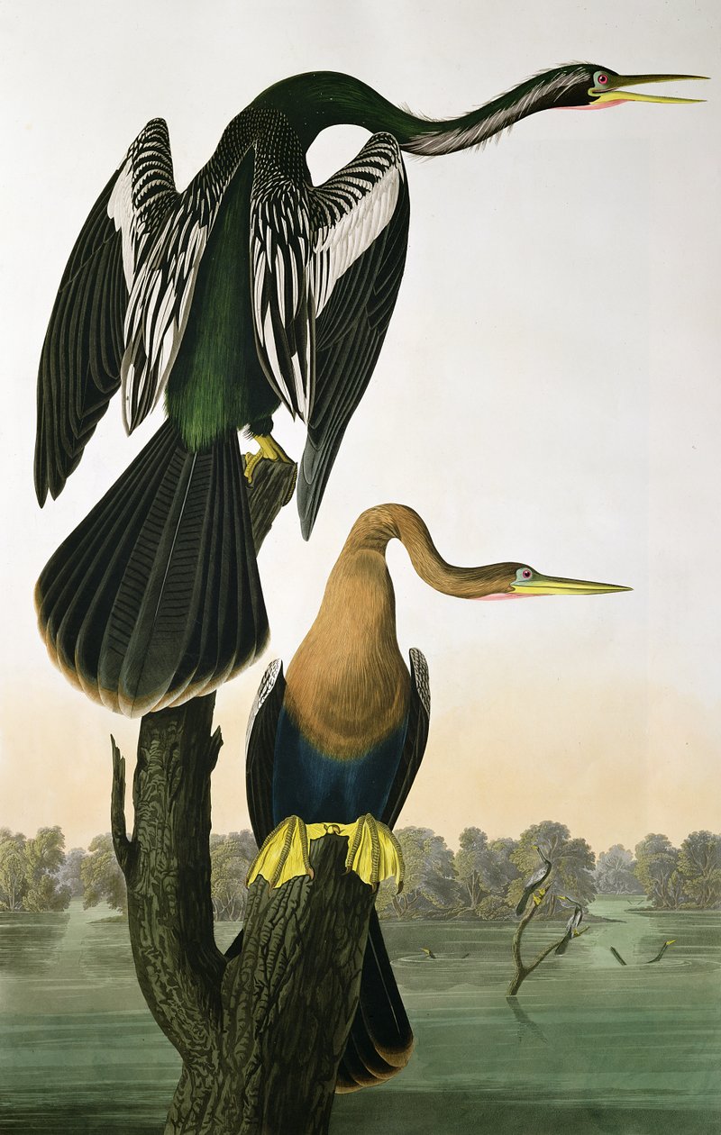 Feketecsőrű Darter, a "Birds of America"-ból, metszett: Robert Havell (1793-1878) 1836 alkotó: John James Audubon
