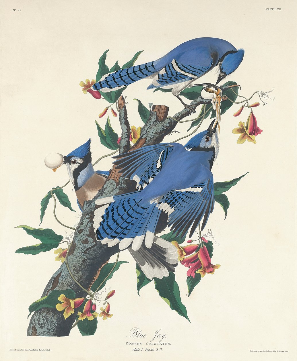 Blue Jay, 1831 alkotó: John James Audubon