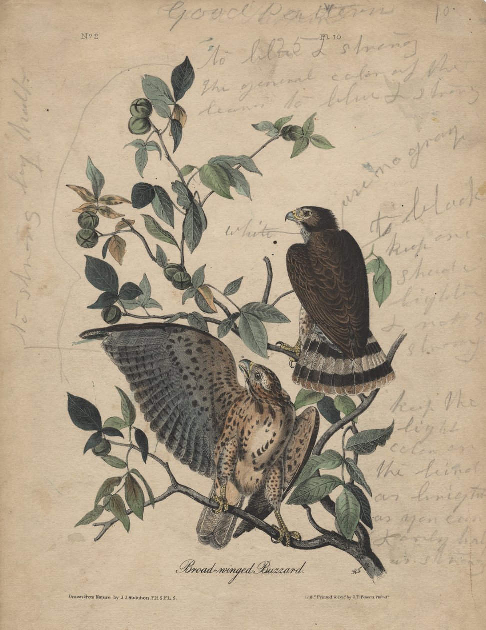 Szélesszárnyú ölyv, litho J.T. Bowen, 1840 alkotó: John James Audubon