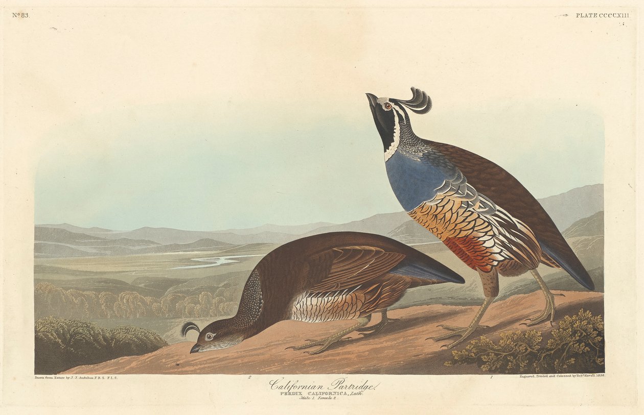 Kaliforniai Partridge, 1838 alkotó: John James Audubon