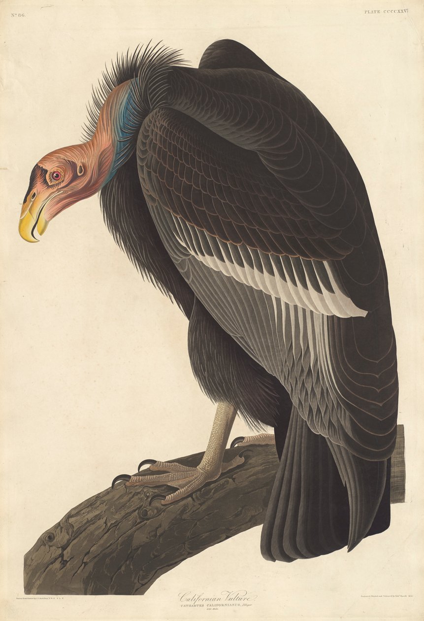 Kaliforniai keselyű, 1838 alkotó: John James Audubon