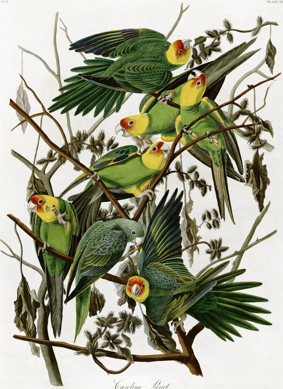 John James Audubon (1833) Carolina papagájok alkotó: John James Audubon