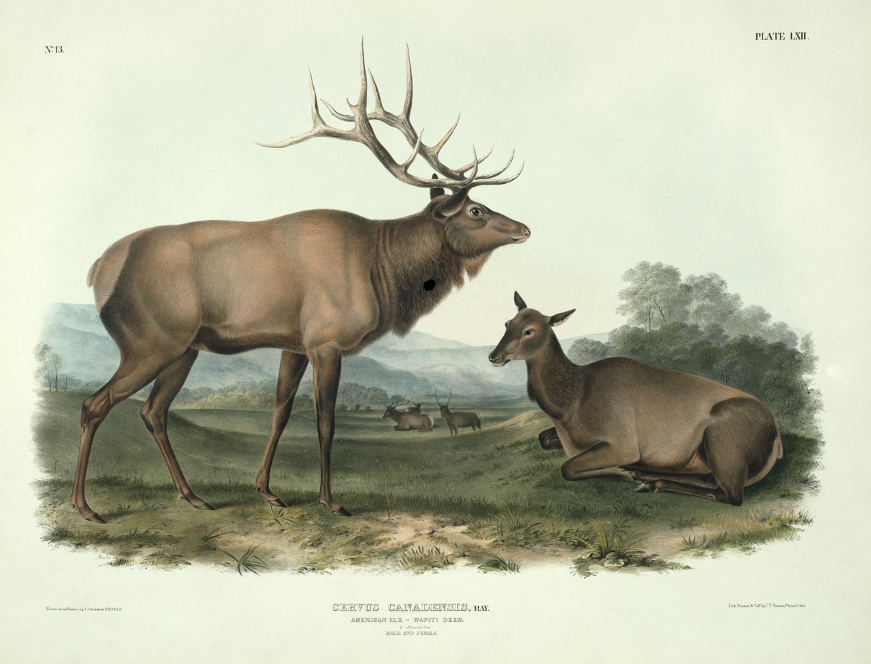 Cervus Canadensis (amerikai jávorszarvas, wapiti szarvas), 62. tábla az „Észak-Amerika négylábúiról”, John T. Bowen (1801-1856 körül), 1845. alkotó: John James Audubon