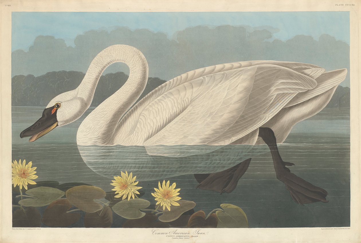 Közönséges amerikai hattyú, 1838 alkotó: John James Audubon