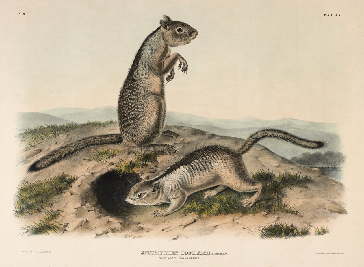 Douglass Spermophile (Spermophilus Douglass), 1844 (kézzel színezett litográfia) alkotó: John James Audubon