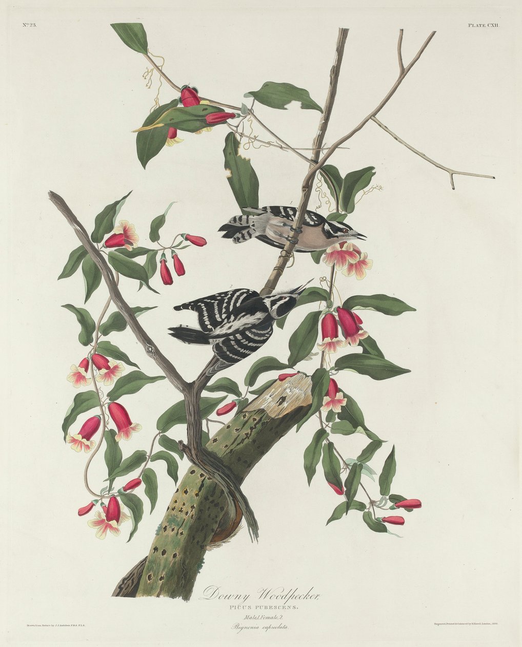 Molyhos harkály, 1831 alkotó: John James Audubon
