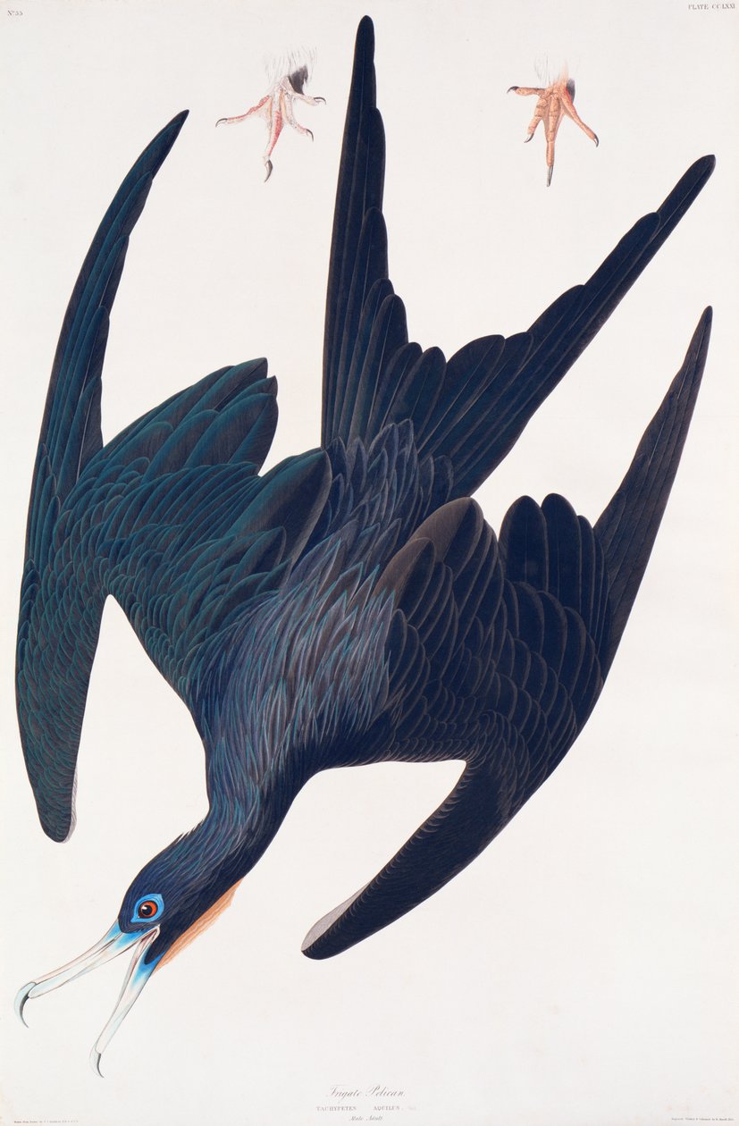 Fregattpingvin, illusztráció a Birds of America, 1835-ből (kézi színezésű metszet és aquatinta) alkotó: John James Audubon