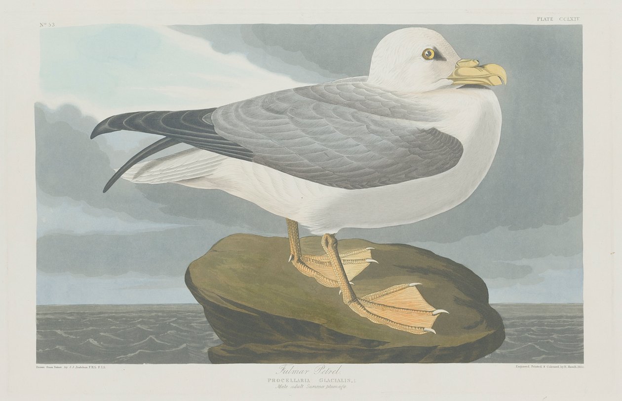 Fulmer Petrel, 1835 alkotó: John James Audubon