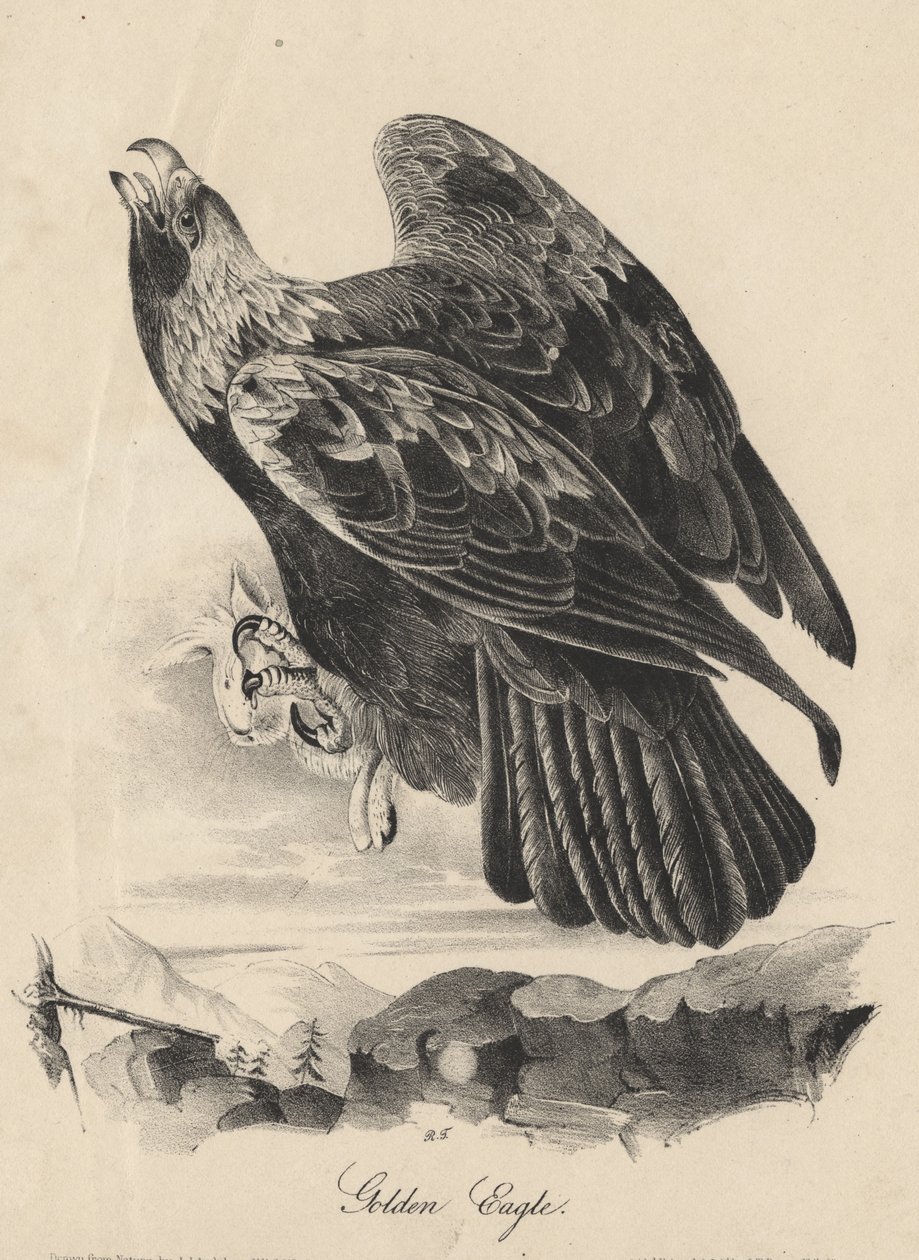 Aranysas, J.T. Bowen litográfiája, az "Amerika madarai" című kötetből, 1840. alkotó: John James Audubon