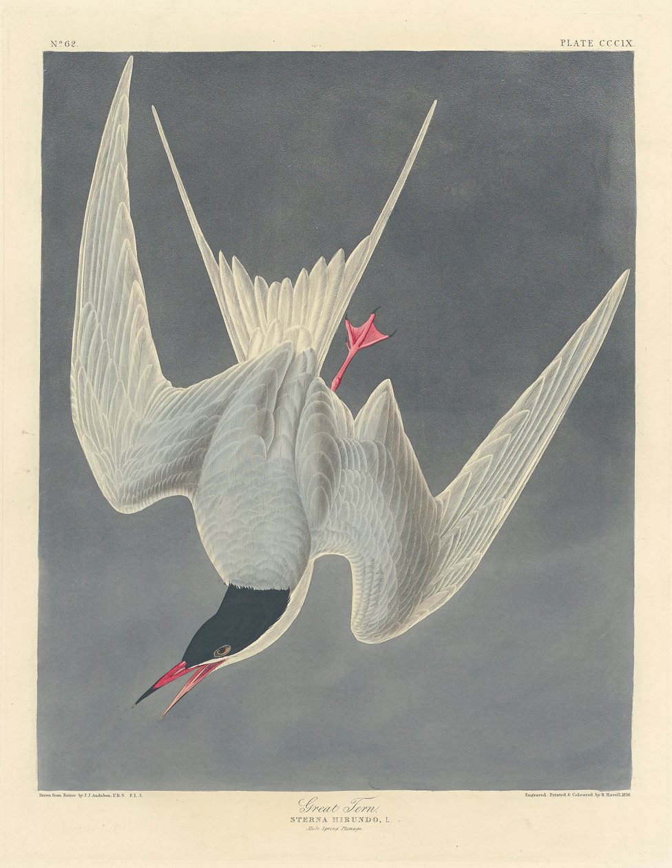 Nagy csér, 1836 alkotó: John James Audubon