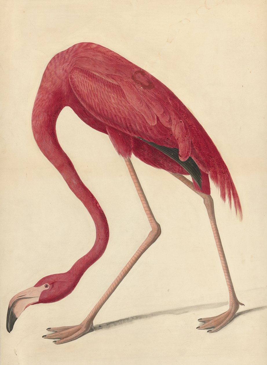 Greater Flamingo, 1838 (wc, tojásfehérje és grafit papíron) alkotó: John James Audubon