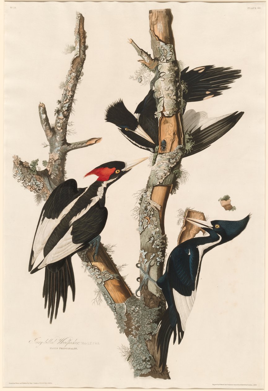Elefántcsontcsőrű harkály, 1829 alkotó: John James Audubon