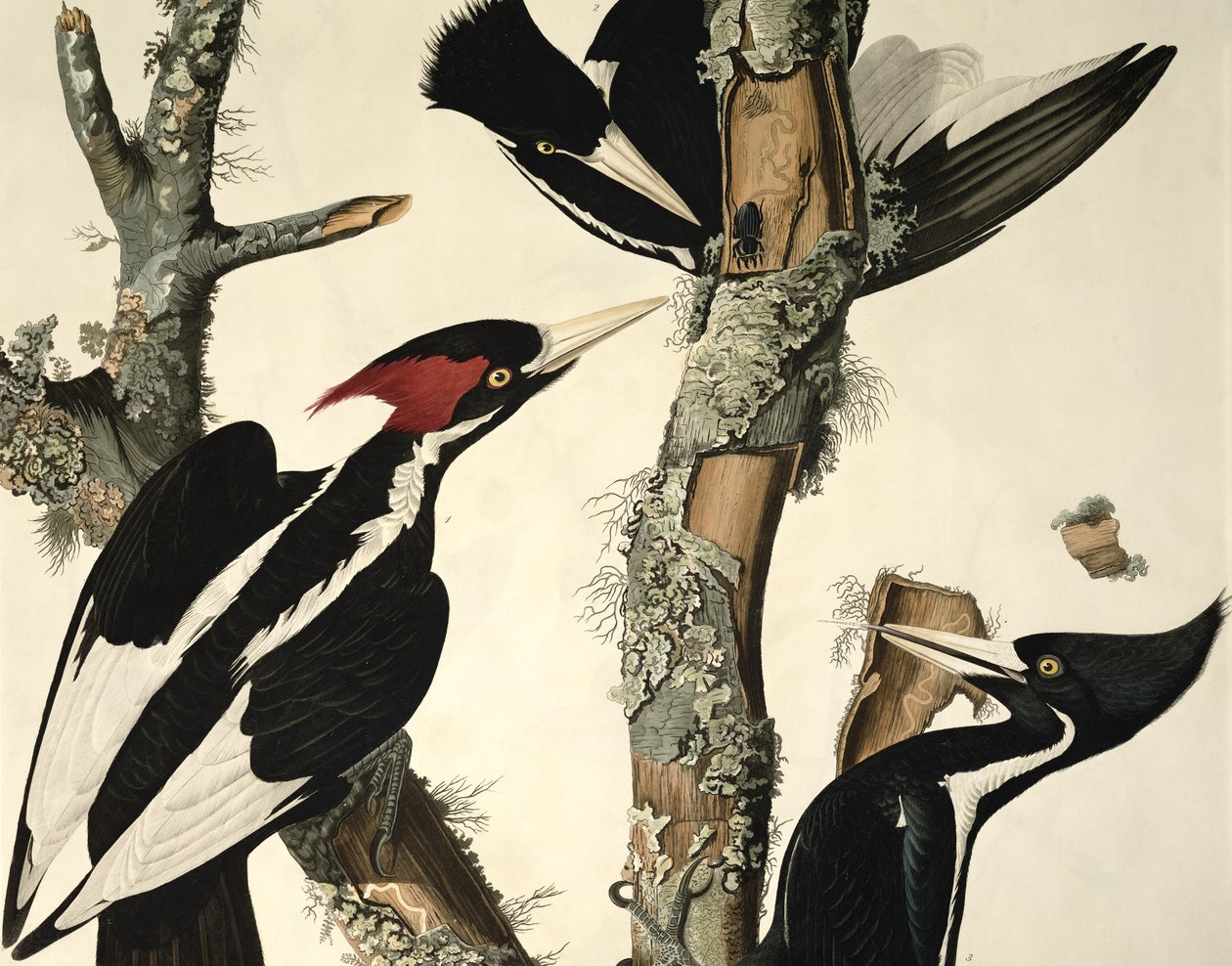 Elefántcsontcsőrű harkály, a Birds of America-tól, metszett: Robert Havell 1793-1878 1829 színes metszet 5910 alkotó: John James Audubon