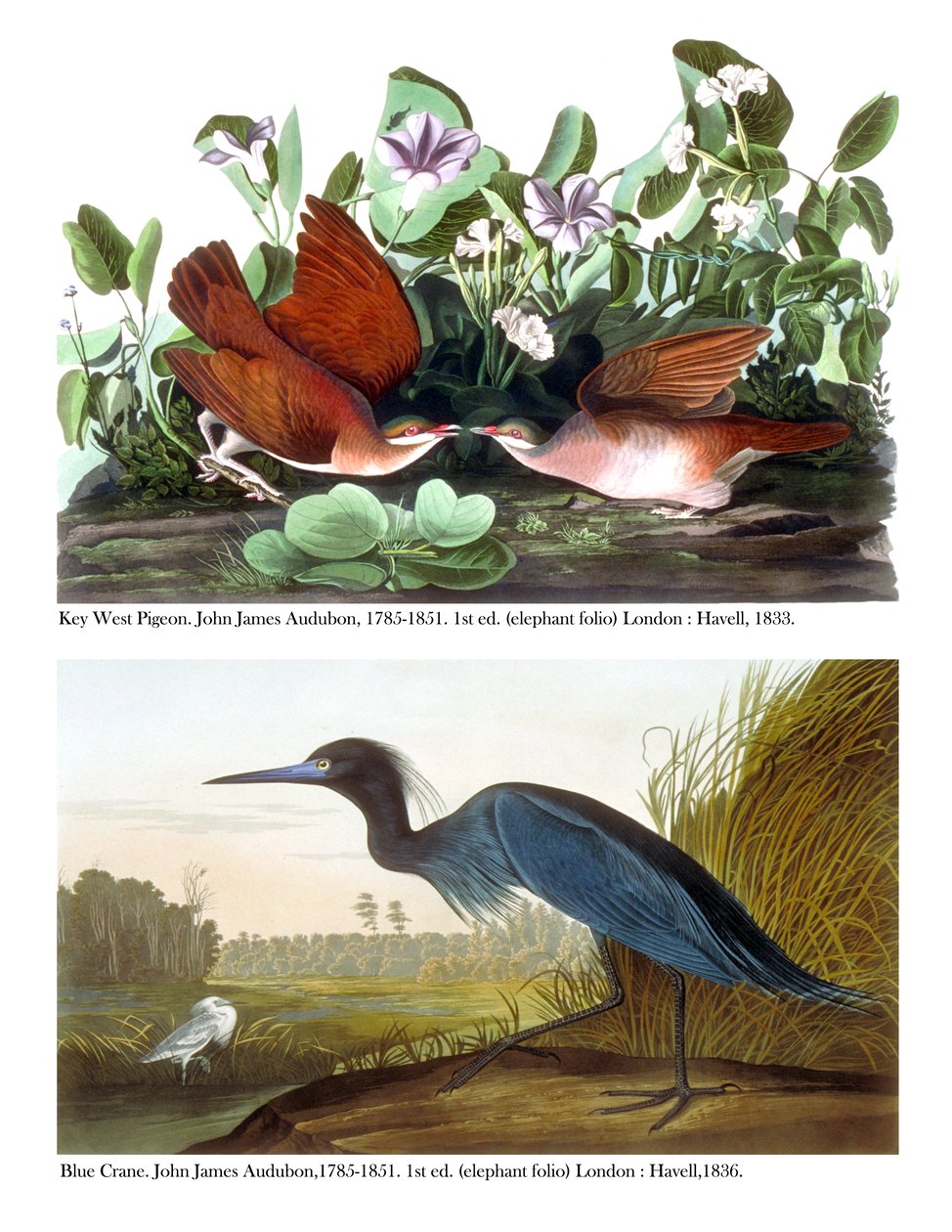 Key West galamb és kék daru, 1833-36 körül alkotó: John James Audubon