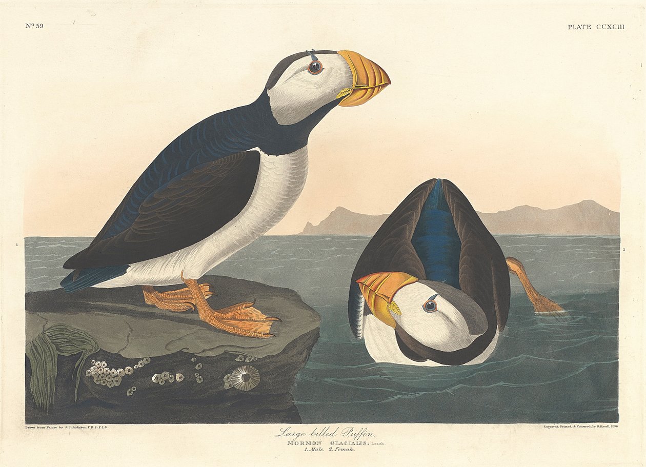 Nagycsőrű gömböc, 1836 alkotó: John James Audubon