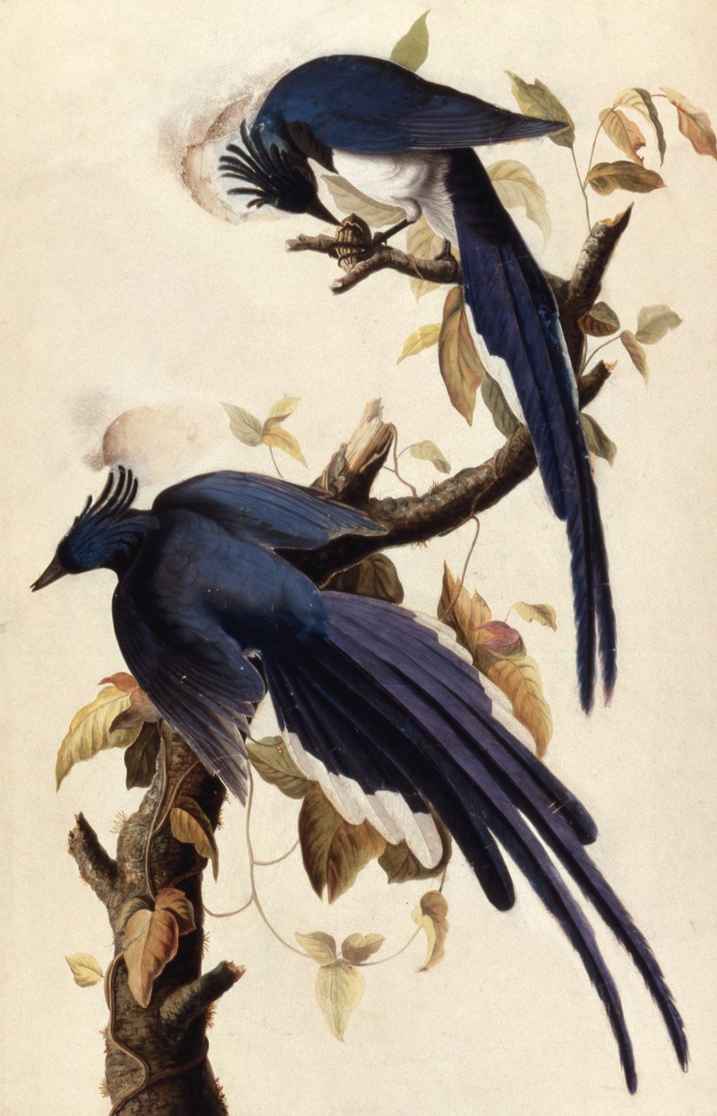 Szarka Jay, 1829 (wc, kollázs és grafit, papír) alkotó: John James Audubon