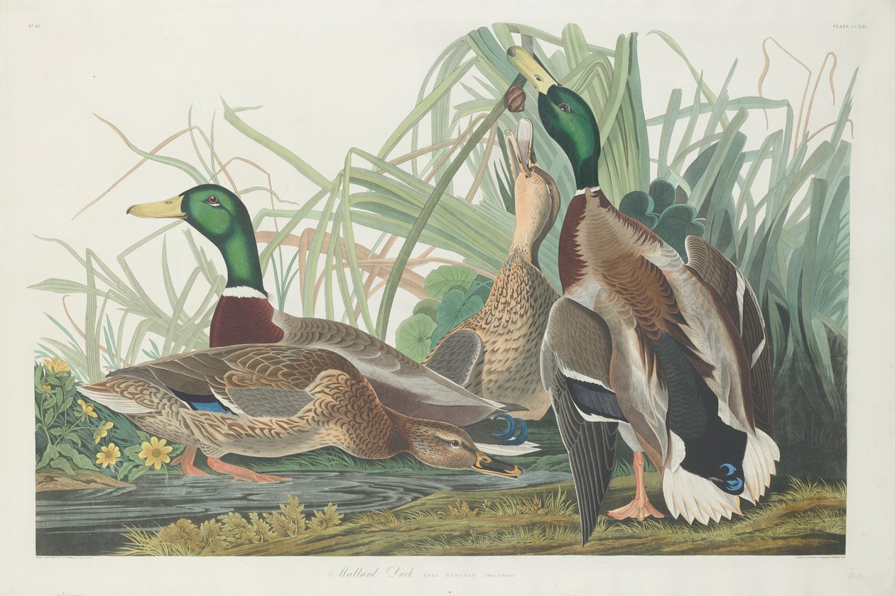 Mallard kacsa, 1834 alkotó: John James Audubon