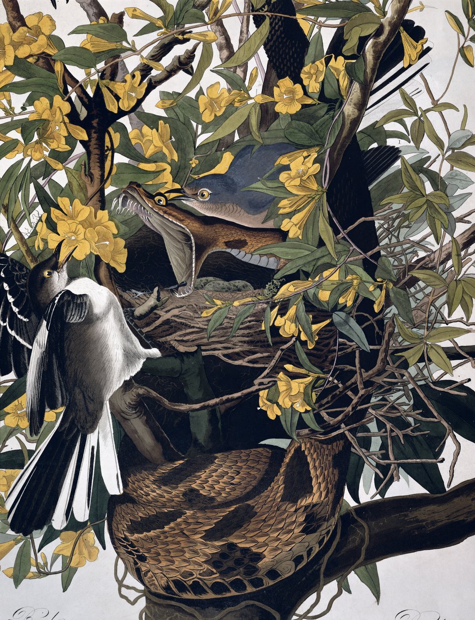 Gúnyos madarak és csörgőkígyó, a Birds of America-ból, vésette Robert Havell 1793-1878, 195125 színes metszetrészlet alkotó: John James Audubon