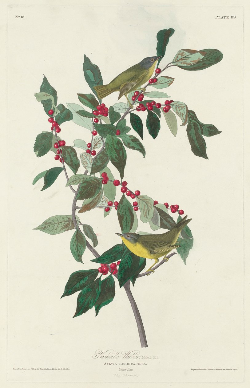 Nashville-i poszáta, 1830 alkotó: John James Audubon