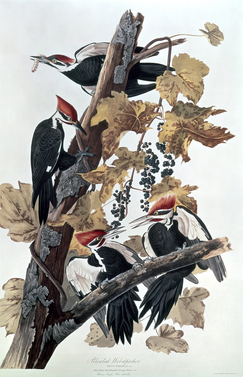 Halmozott harkályok alkotó: John James Audubon